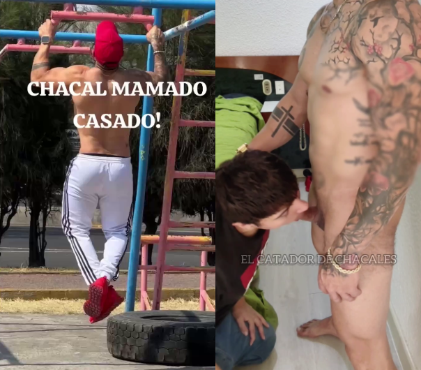 El catador de chacales Chacal mamado casado